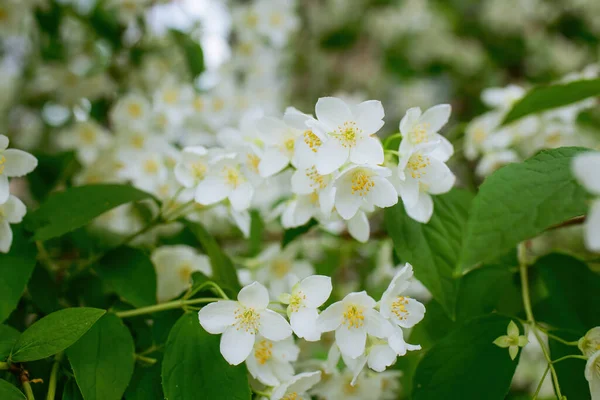 Beyaz yasemin çiçekli dal, baharda bulanık bir arkaplanda yakın plan..