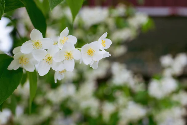 Galho Com Jasmim Branco Flor Close Primavera Fundo Borrão — Fotografia de Stock