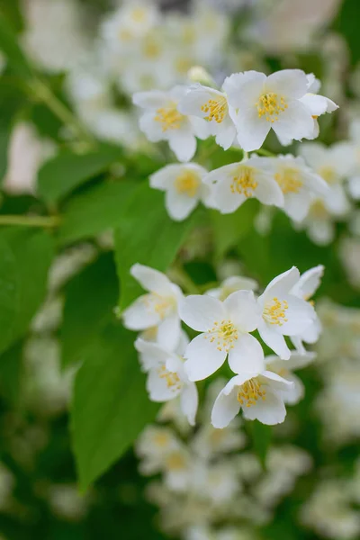 Ramita Con Flor Jazmín Blanco Cerca Primavera Sobre Fondo Borroso — Foto de Stock