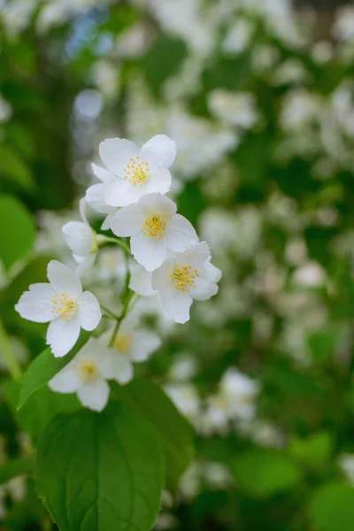 Twig White Jasmine Flower Close Spring Blur Background — Stock Photo, Image