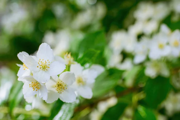 Galho Com Jasmim Branco Flor Close Primavera Fundo Borrão — Fotografia de Stock