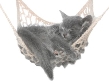 hamakta uyumak tatlı gri kedicik