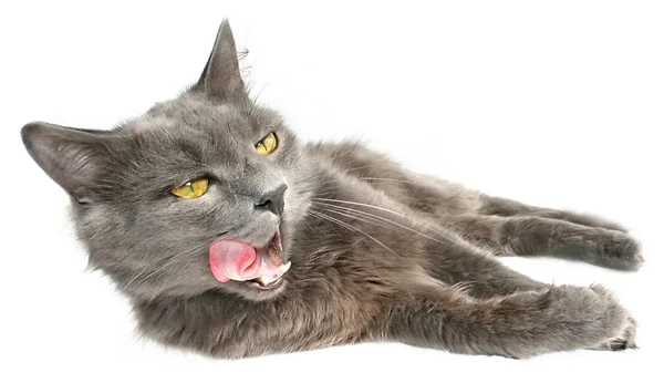 Szary kot — Zdjęcie stockowe