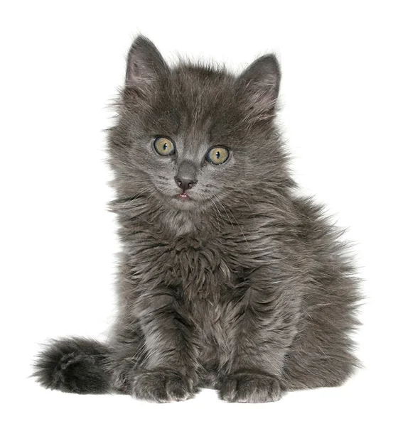 Kitten — Stock Photo, Image