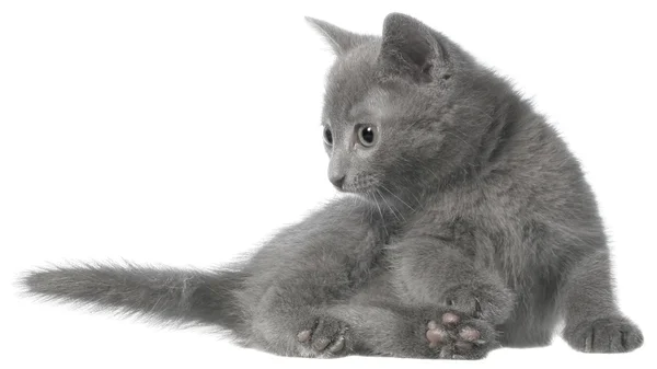 Маленький седой длинноволосый котенок лежал — стоковое фото