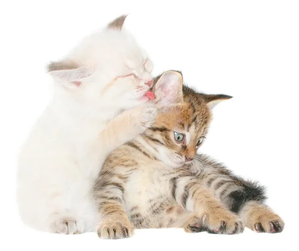 Zwei Kätzchen verspielt — Stockfoto