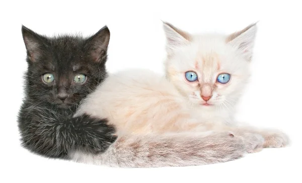Zwei Kätzchen verspielt — Stockfoto