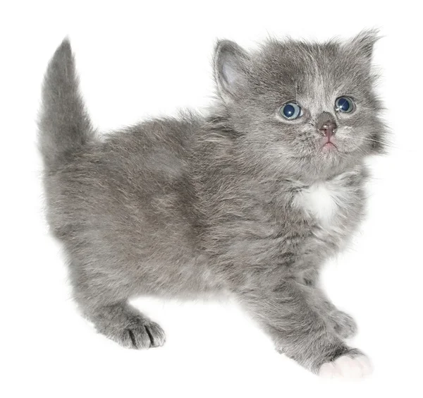 Kitten — Stock Photo, Image