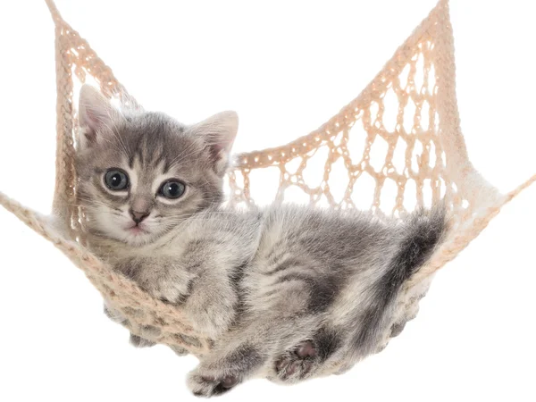 Cute striated kitten lay in hammock — Stock Photo, Image