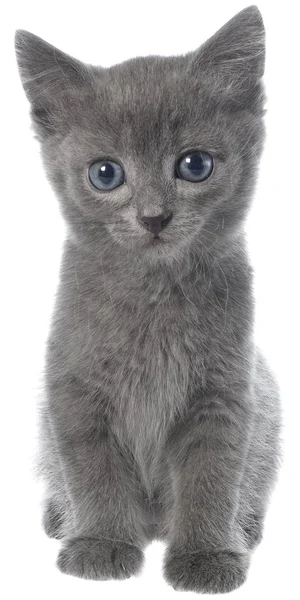 分離された小型灰色ショートヘア子猫座って — ストック写真