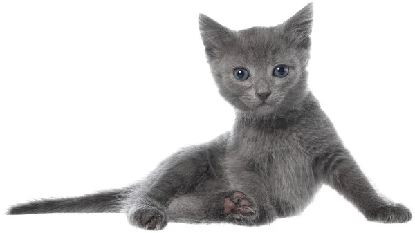 Small gray long haired kitten lay — Stock Photo, Image