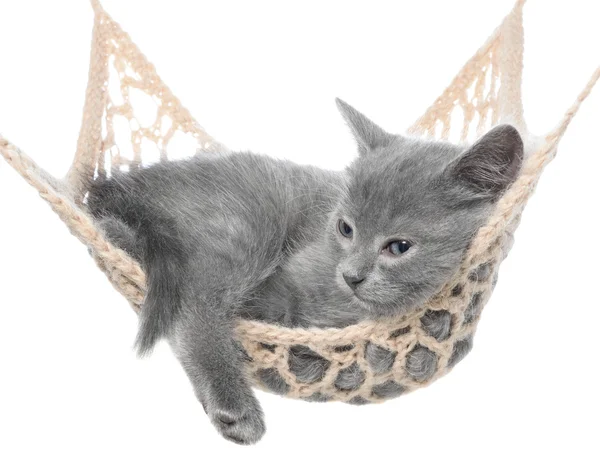 Cute gray kitten sleeping in hammock — Stock Photo, Image