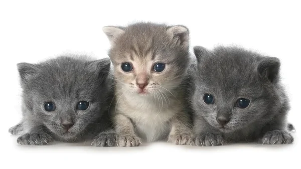 Drei süße kleine Kätzchen lügen — Stockfoto