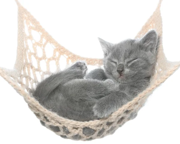 Carino gattino grigio dormire in amaca — Foto Stock