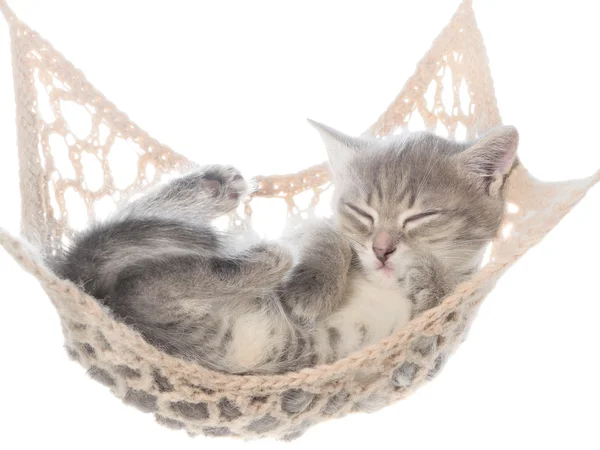 Cute striated kitten sleeping in hammock — Stock Photo, Image