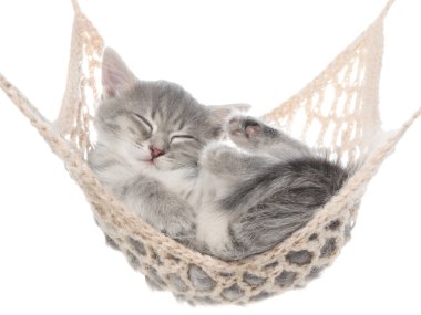 Hamakta uyumak tatlı çizgili kedicik