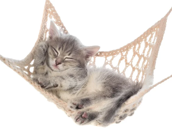 Cute striated kitten sleeping in hammock — Stock Photo, Image