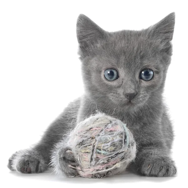 Pequeno gatinho cinza shorthair leigos e joga com bola de fio — Fotografia de Stock