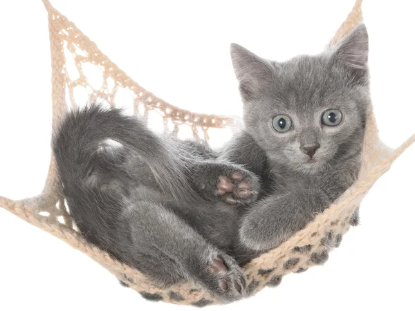 Cute gray kitten lay in hammock — Stock Photo, Image