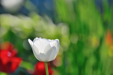 beyaz çiçek lale arka plan bulanık