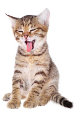 Shorthair brindled kitten yawns clipart