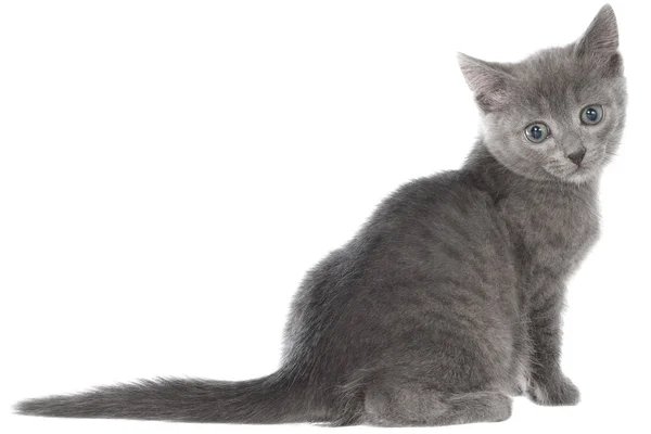 Kleine grijze korthaar kitten vergadering geïsoleerd — Stockfoto