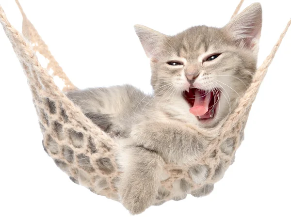 Cute tabby kitten yawns lying in a hammock — Stock Photo, Image