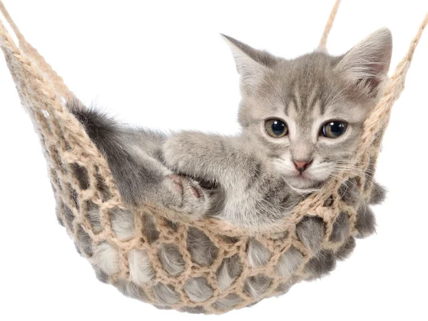 Cute tabby kitten lay in a hammock — Stock Photo, Image