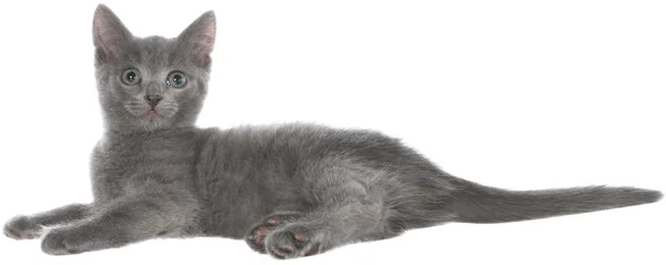 Petit chaton shorthair gris mensonge — Photo