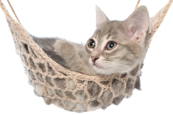 Cute tabby kitten lay in a hammock — Stock Photo, Image