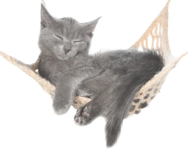 Cute gray kitten sleeping in hammock — Stock Photo, Image