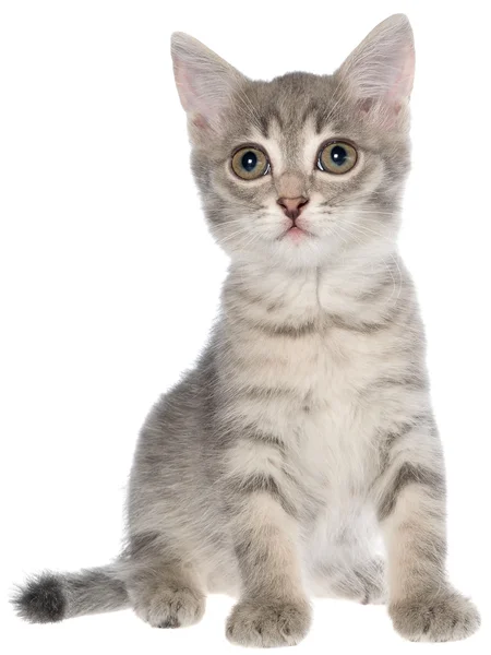 Brits korthaar tabby kitten vergadering geïsoleerd — Stockfoto