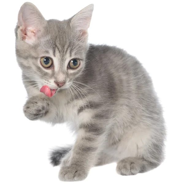 British shorthair tabby kitten sitting and yawn isolated — Stock Photo, Image