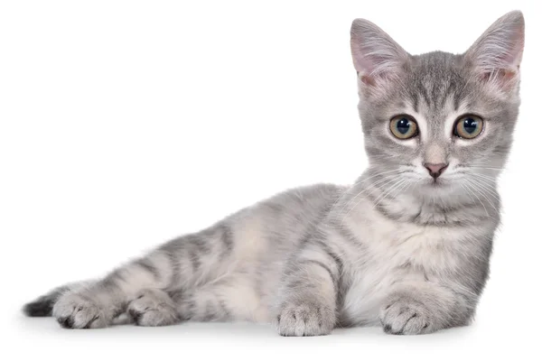 British shorthair tabby kitten lay — Stock Photo, Image