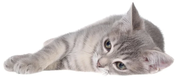 Britânico abreviatura tabby gatinho leigos isolado — Fotografia de Stock