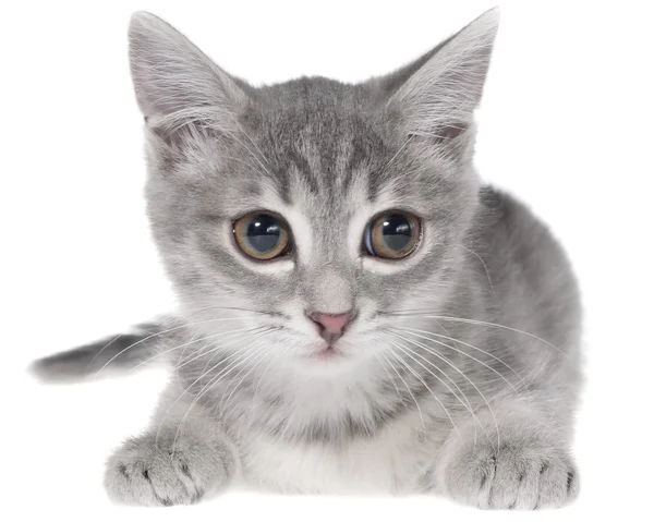 British shorthair tabby kitten lay — Stock Photo, Image