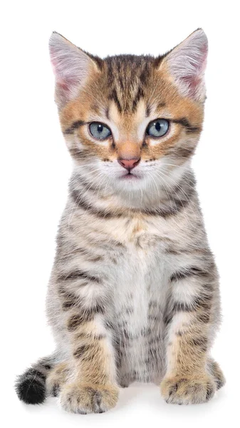 De bonte kitten korthaar — Stockfoto