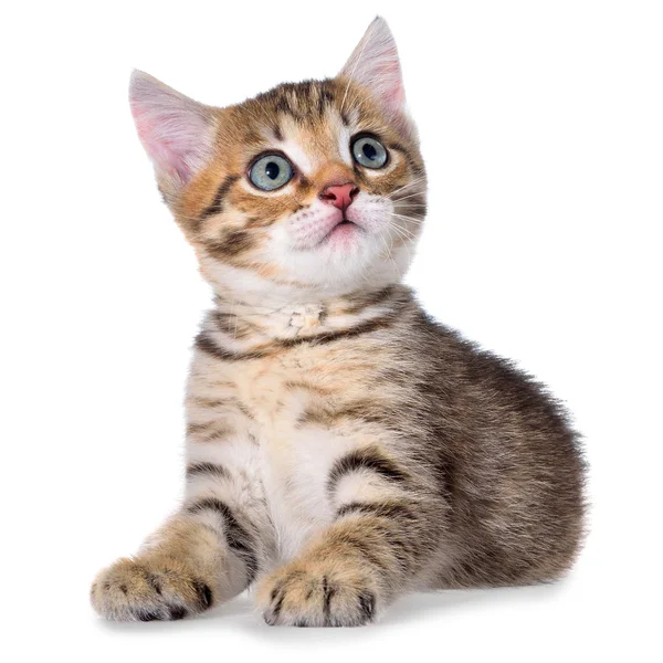 Cabello corto brindle gatito lay — Foto de Stock