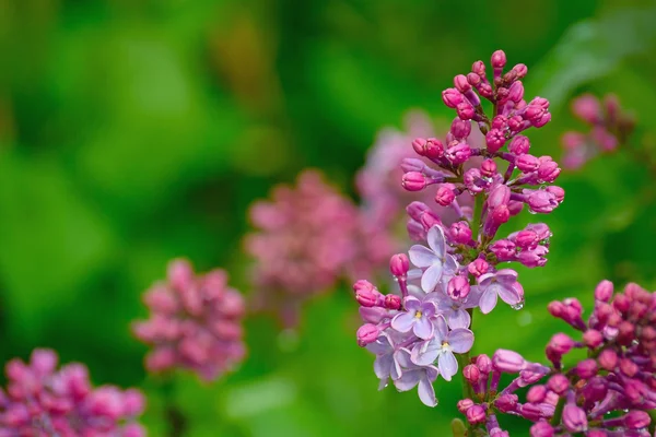 Flores de lila en gotas de agua después de la lluvia — Foto de Stock