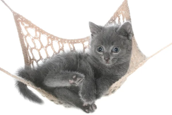 Roztomilý šedé kotě ležel v houpací síti — Stock fotografie