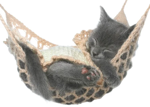 Cute gray kitten under a blanket a sleep in a hammock on a white — Stock Photo, Image