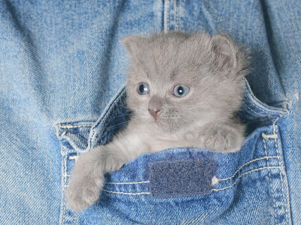 Маленький серый котенок в джинсовом кармане
