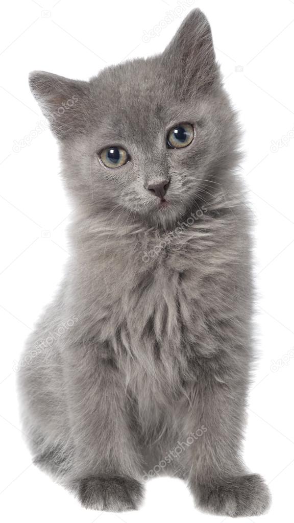 Gray hotsell shorthair kitten