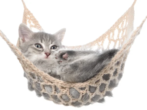 Cute striated kitten sleeping in hammock — Stock Photo, Image