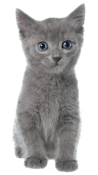 Kleine grijze korthaar kitten vergadering geïsoleerd — Stockfoto