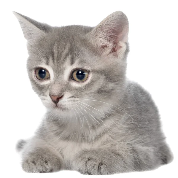 Brits korthaar tabby kitten leggen geïsoleerde — Stockfoto