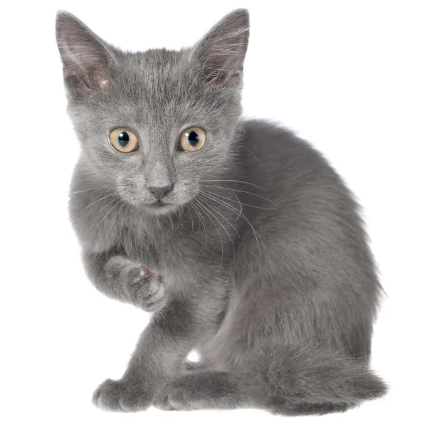 Small gray shorthair kitten sitting — Stock Photo, Image