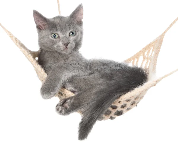 Cute gray kitten lay in hammock — Stock Photo, Image