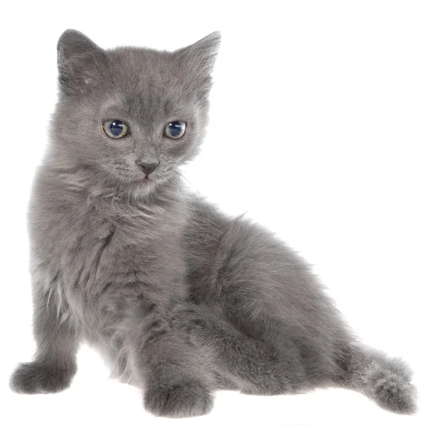 Kleine grijze korthaar kitten vergadering geïsoleerd — Stockfoto