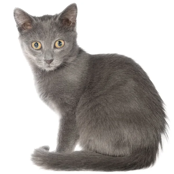 Oturan küçük gri stenografi kedi — Stok fotoğraf